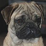 dog Shampoo